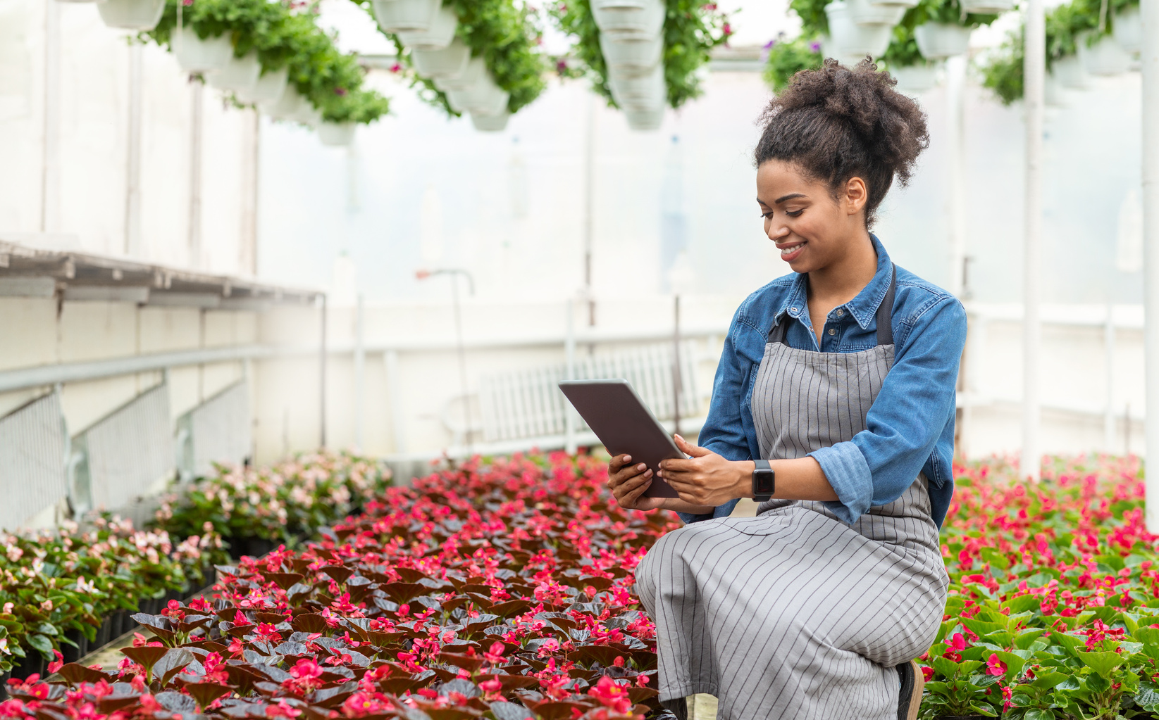 Engineer test plants and analyze data with tablet. African american girl looking at tablet in greenhouse