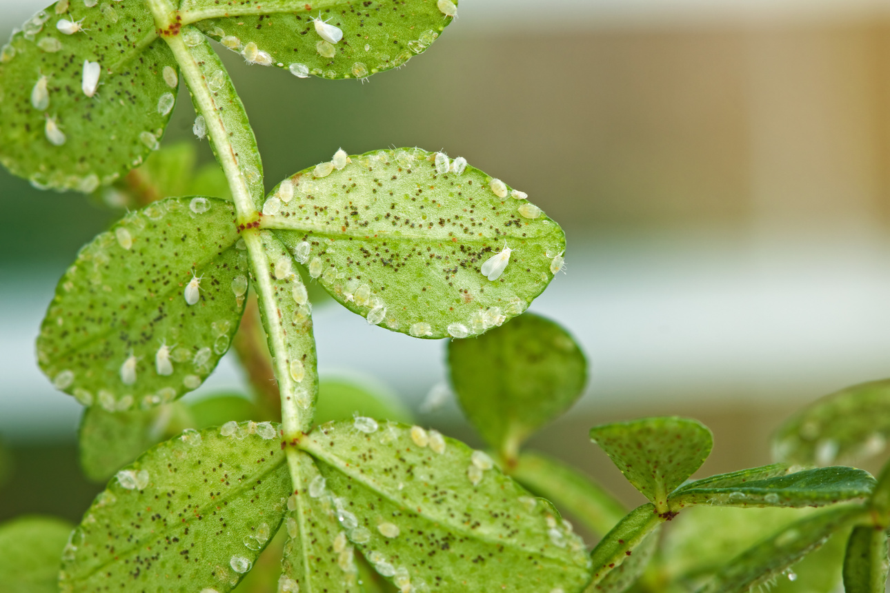 Whitefly