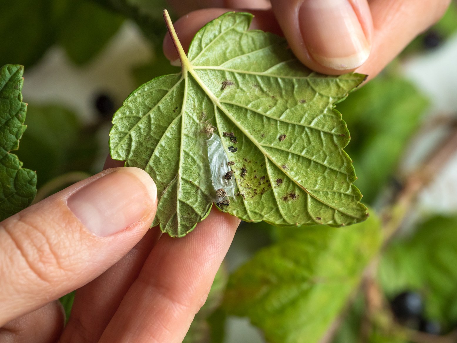 Pests on the leaves of currant.