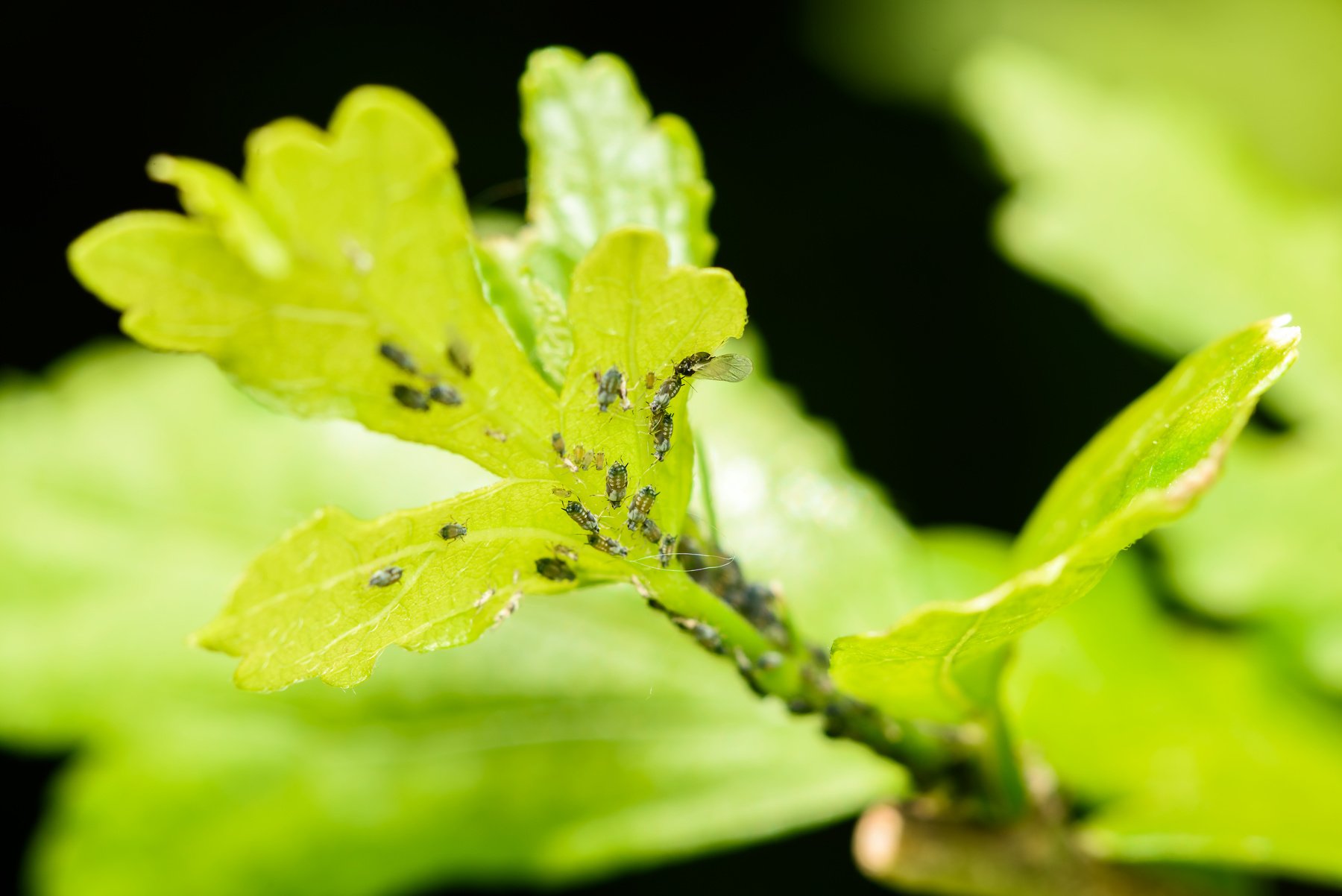 Aphid Plant Lice, Greenflies, Blackflies or Whiteflies