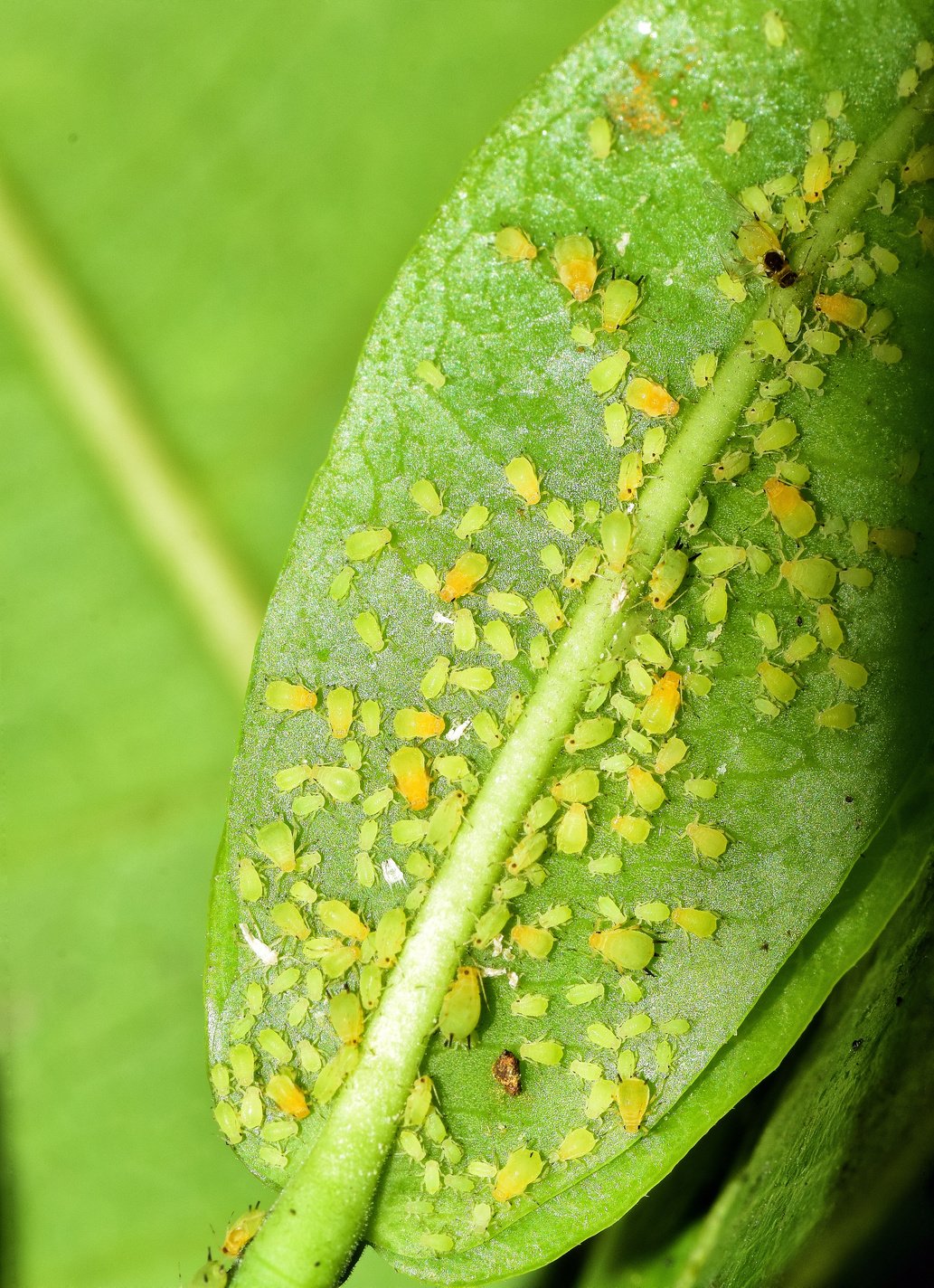 Aphids