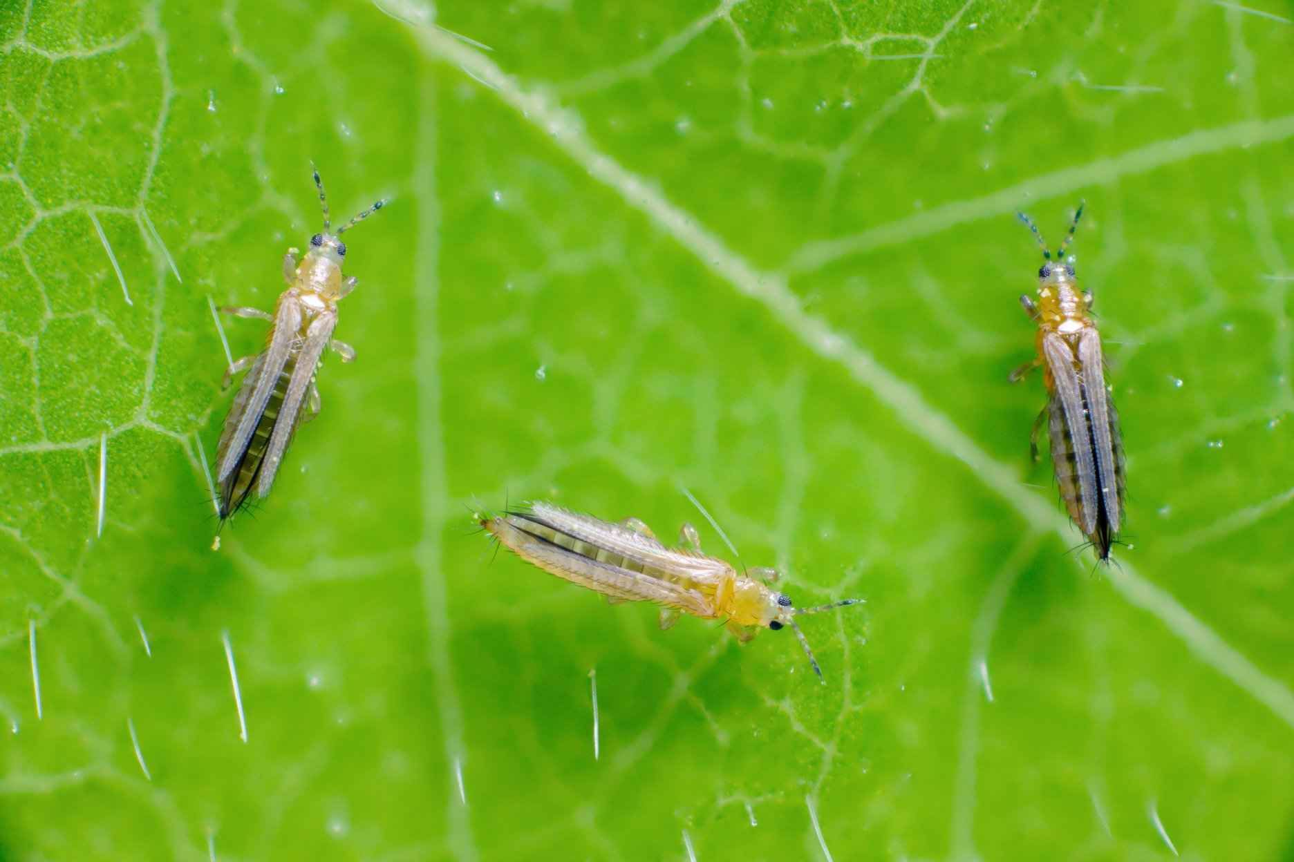 The onion, the potato, the tobacco or the cotton seedling thrips - Thrips tabaci (order Thysanoptera). It is important pest of many plants. Extreme magnification.