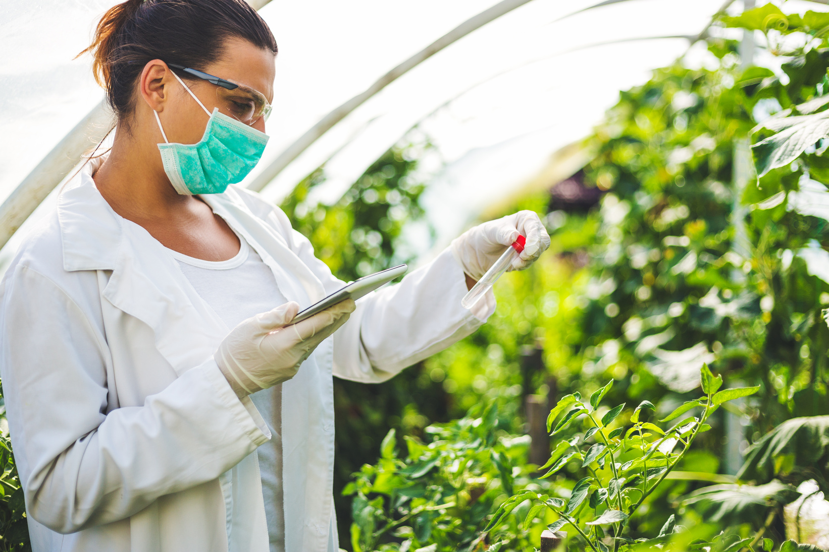 Female Scientist In Greenhouse Researching Tomato Crop. GMO plants