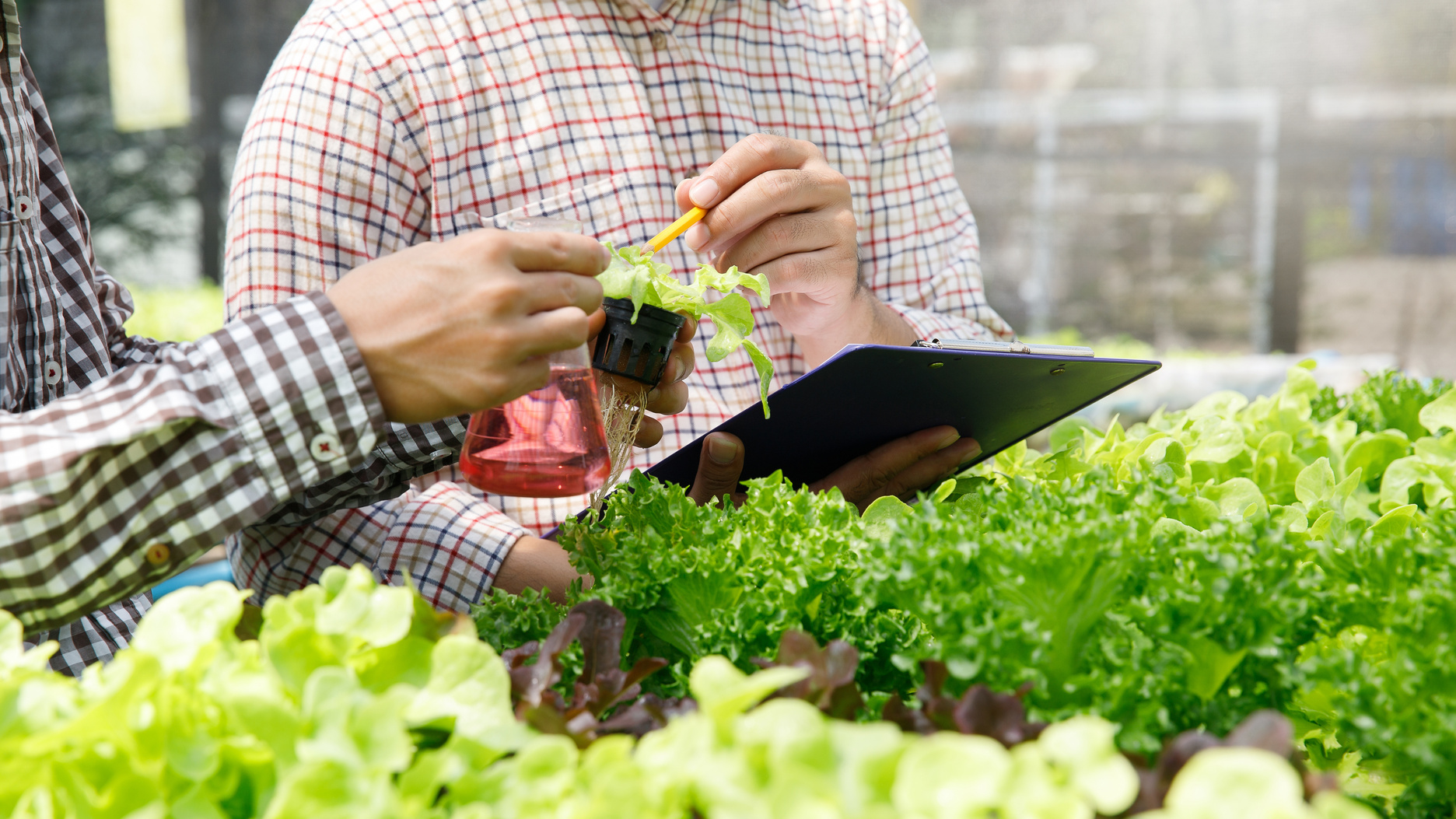 Smart agriculture technology concept - Farmer monitoring organic hydroponic red oak in plant nursery farm. Smart agriculture technology.