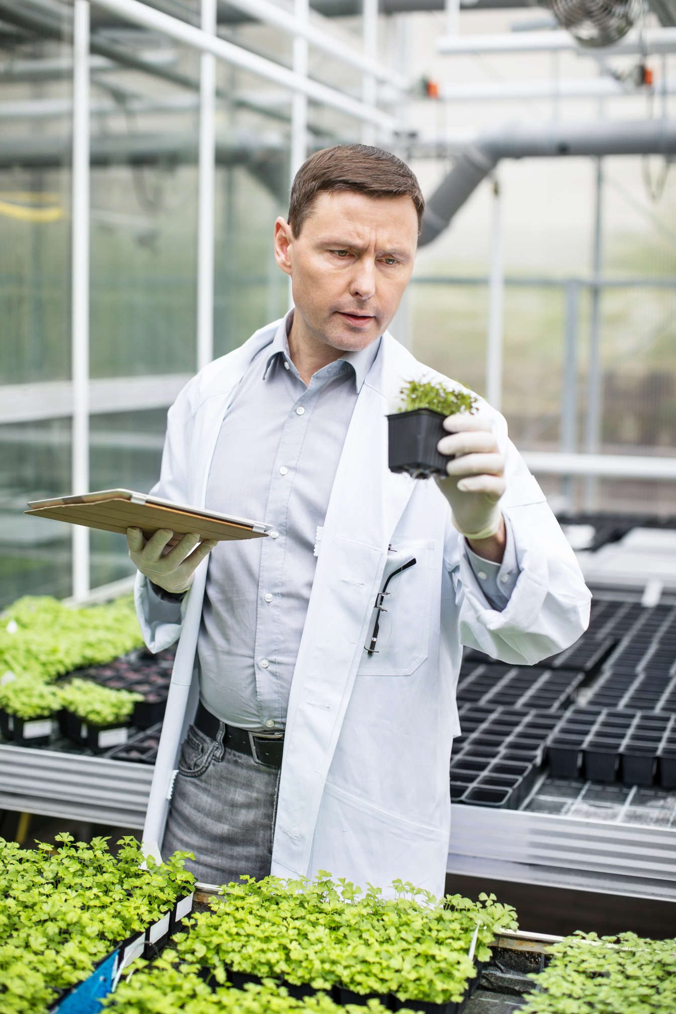 Scientist doing research in greenhouse farm