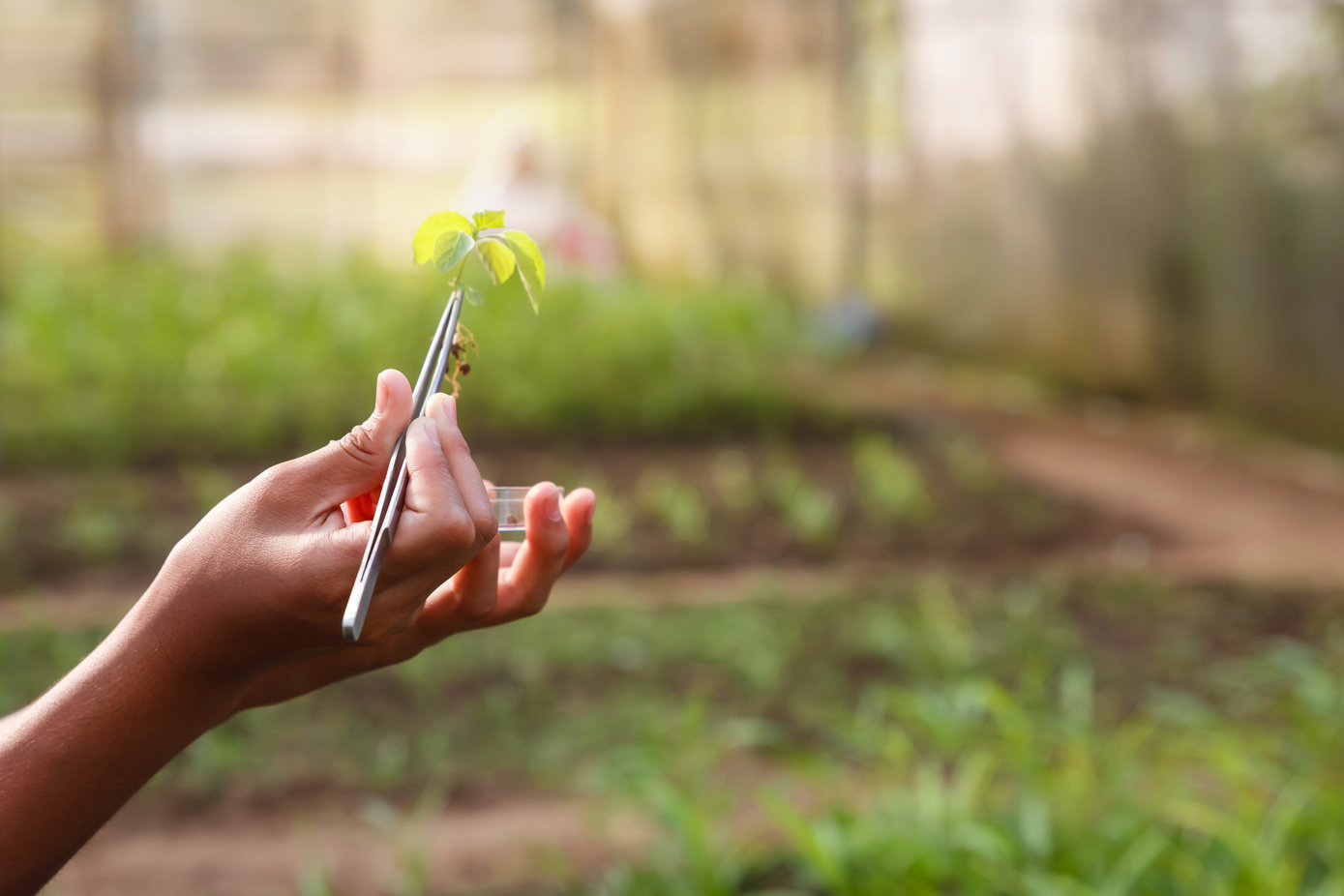 Farmer researching growth of plant in greenhouse. Agriculture concept.